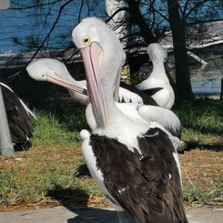 vogelwelt3.jpg