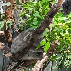 koalahospital9.jpg
