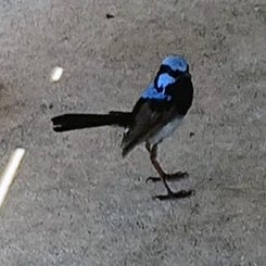 vogelwelt6.jpg