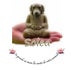 Soins et Services Animaliers Solea / Solea Animal Care &amp; Wellness Services