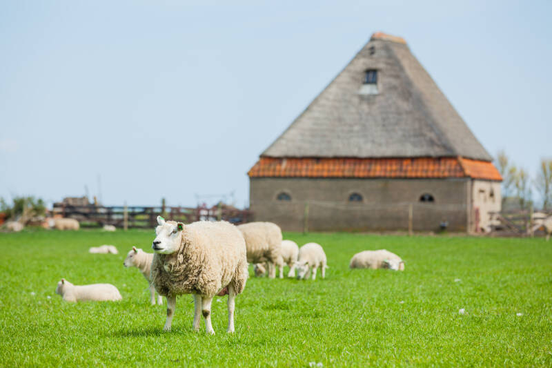 Accommodatie Pension Bij het bos De Koog Texel