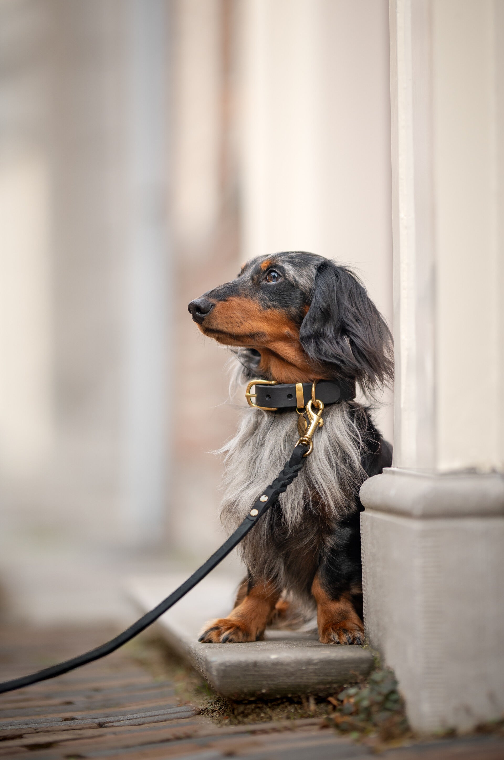 Espresso - Luxe Lederen Braided Hondenriem Zwart