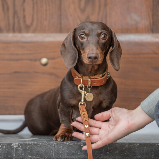 Cognac - Luxe Lederen Braided Hondenriem Cognacbruin