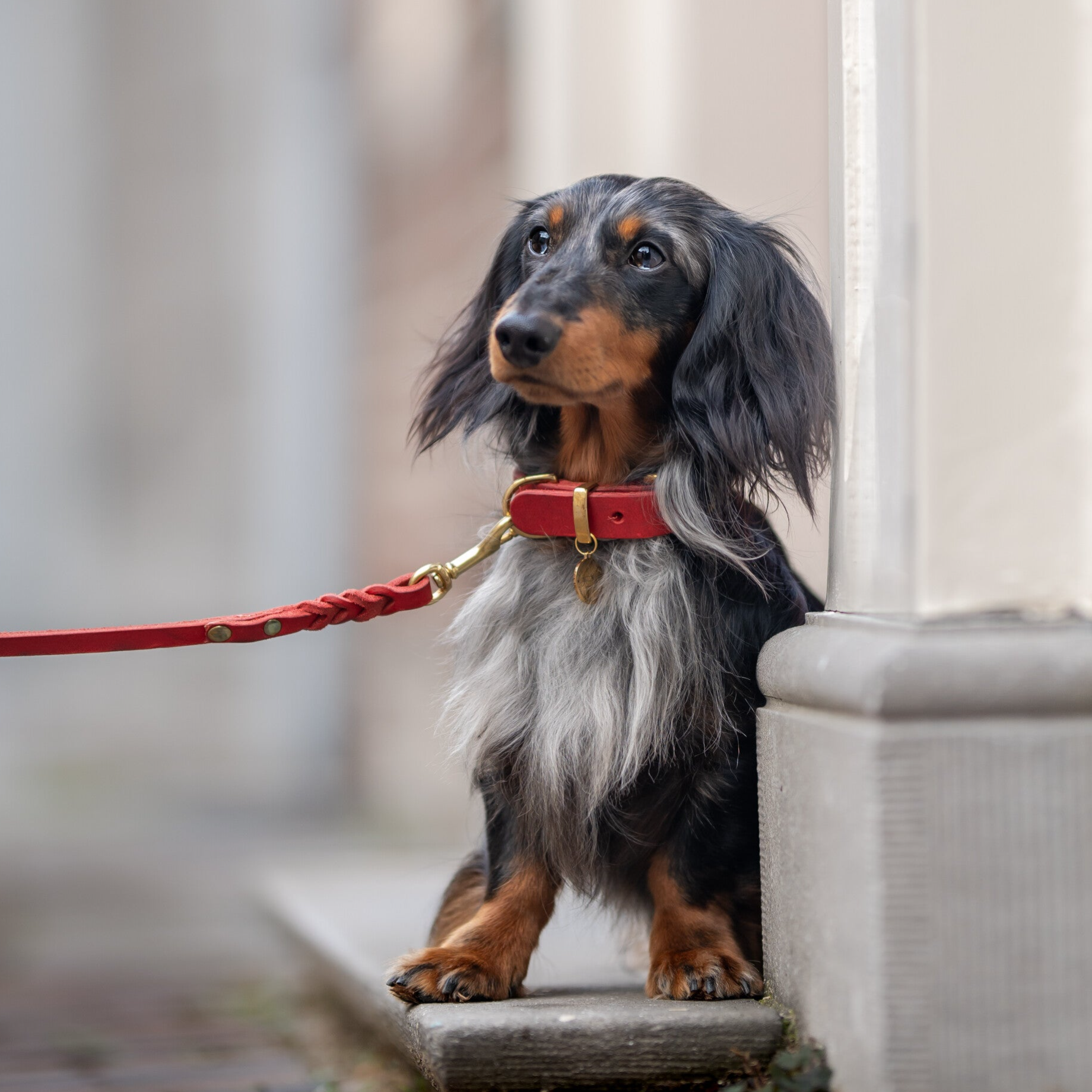 Chili - Luxe Lederen Halsband Rood