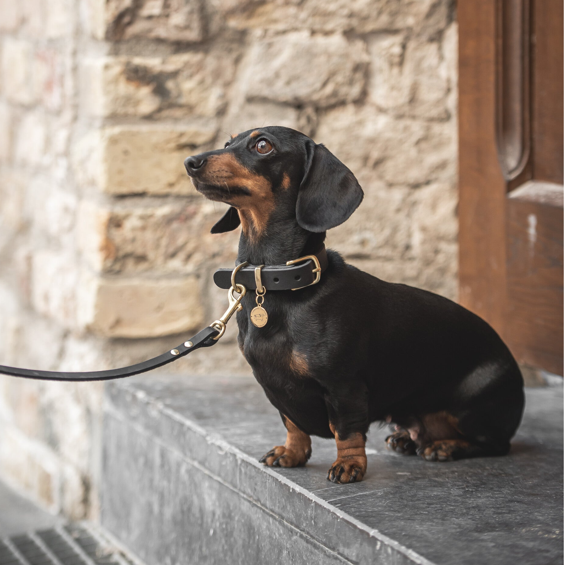 Espresso - Luxe Lederen Hondenriem Zwart