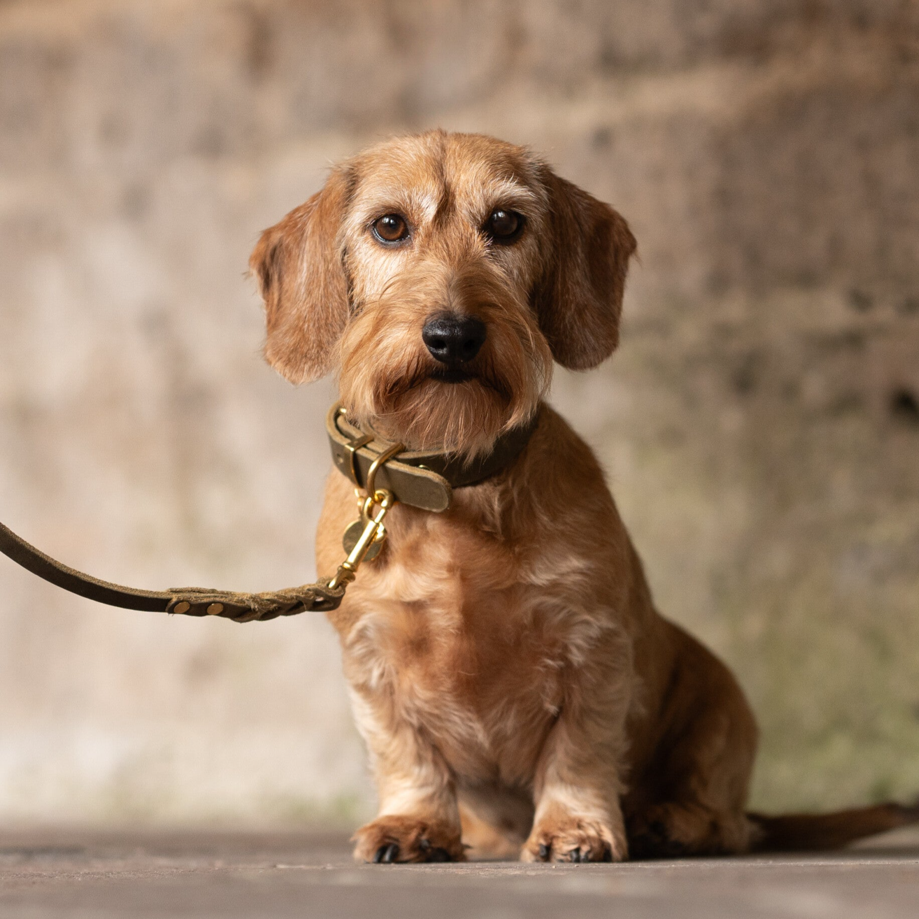 Olive - Luxe Lederen Braided Hondenriem Olijfgroen