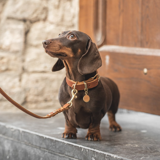 Cognac - Luxe Lederen Halsband Cognacbruin