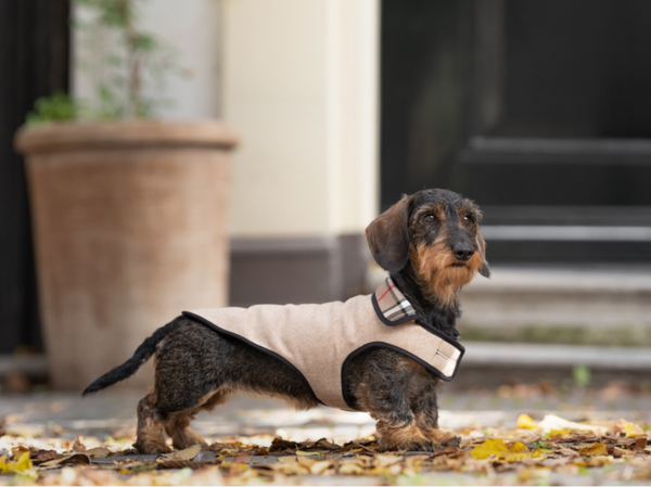 Cookie Dough - Beige Tweed Winterjasje met geruite kraag