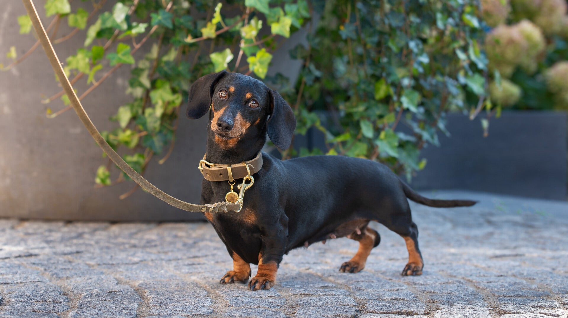 Olive - Luxury Leather Braided Leash Olive Green