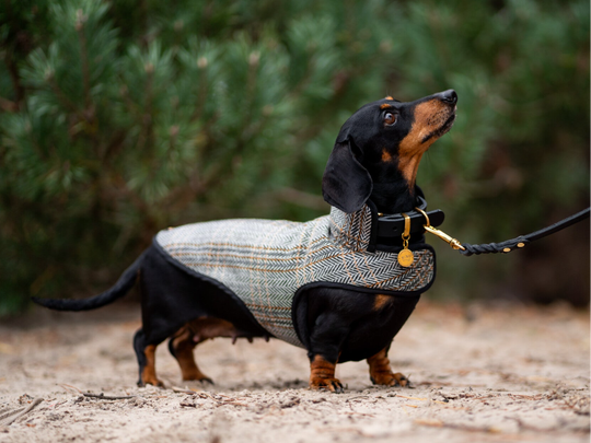 Pretty Posh - Visgraat Tweed Winterjasje