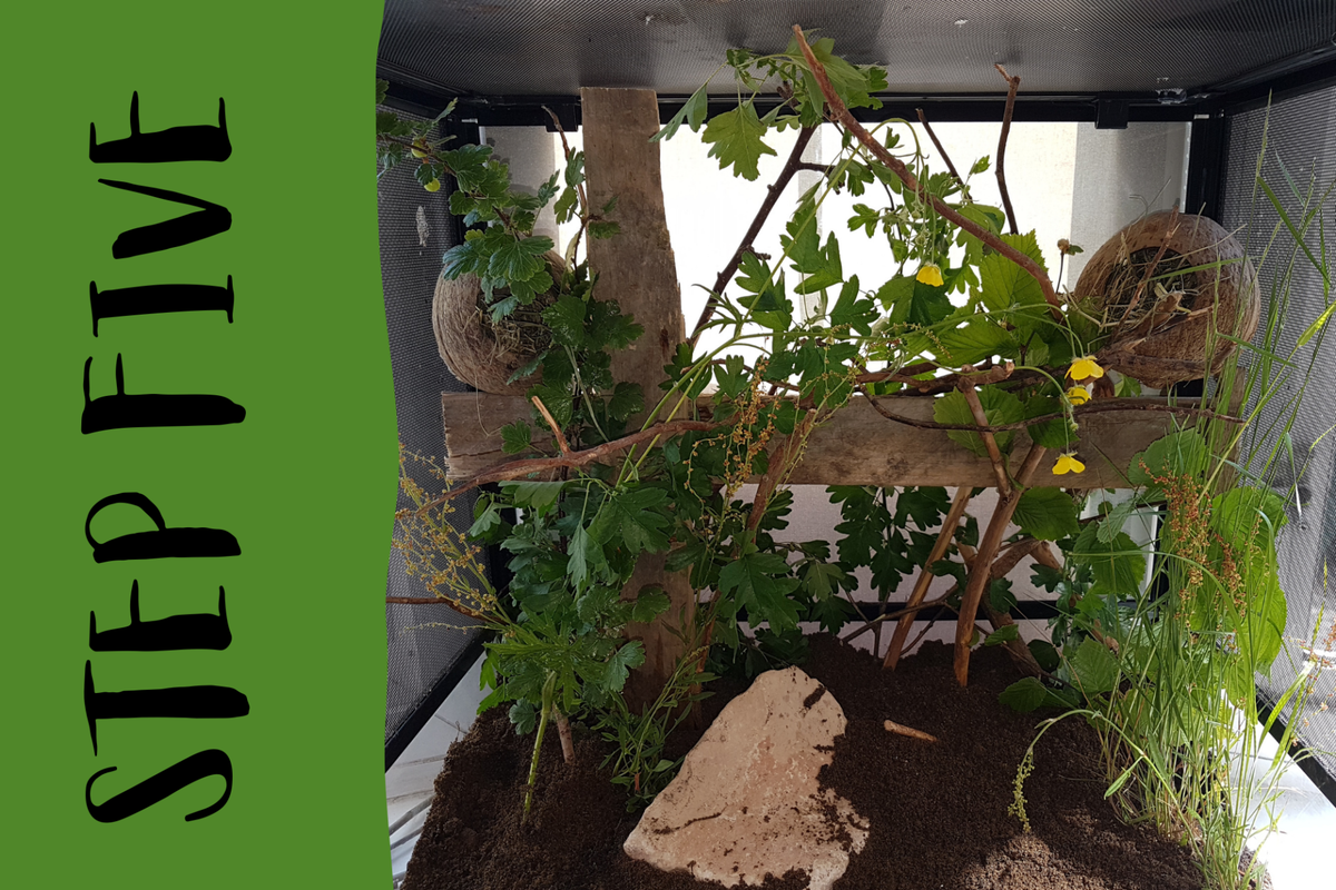 Java Mouse Enclosures Building a Naturalistic Harvest Mouse enclosure