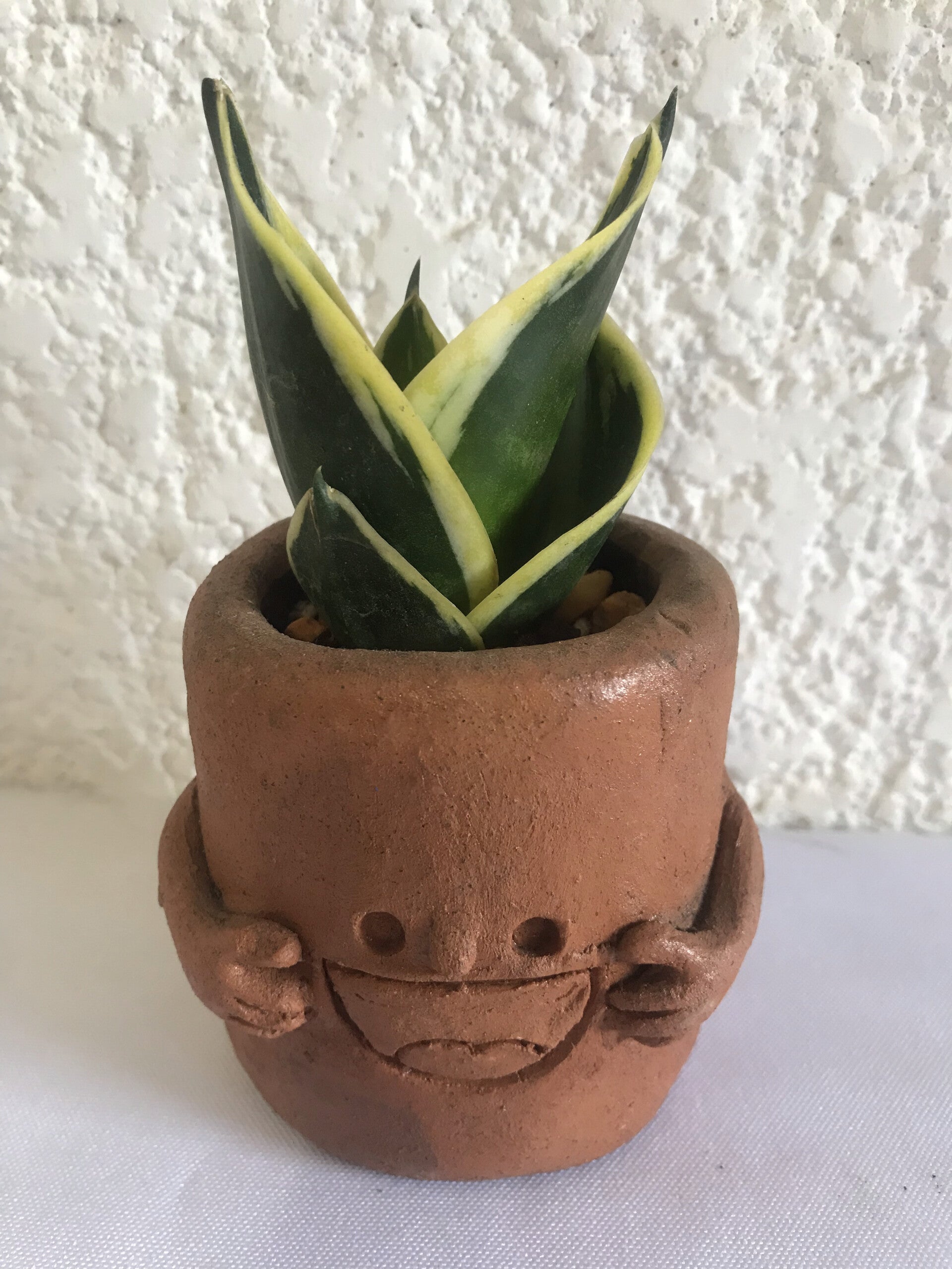 Sanseveria en maceta artística de barro