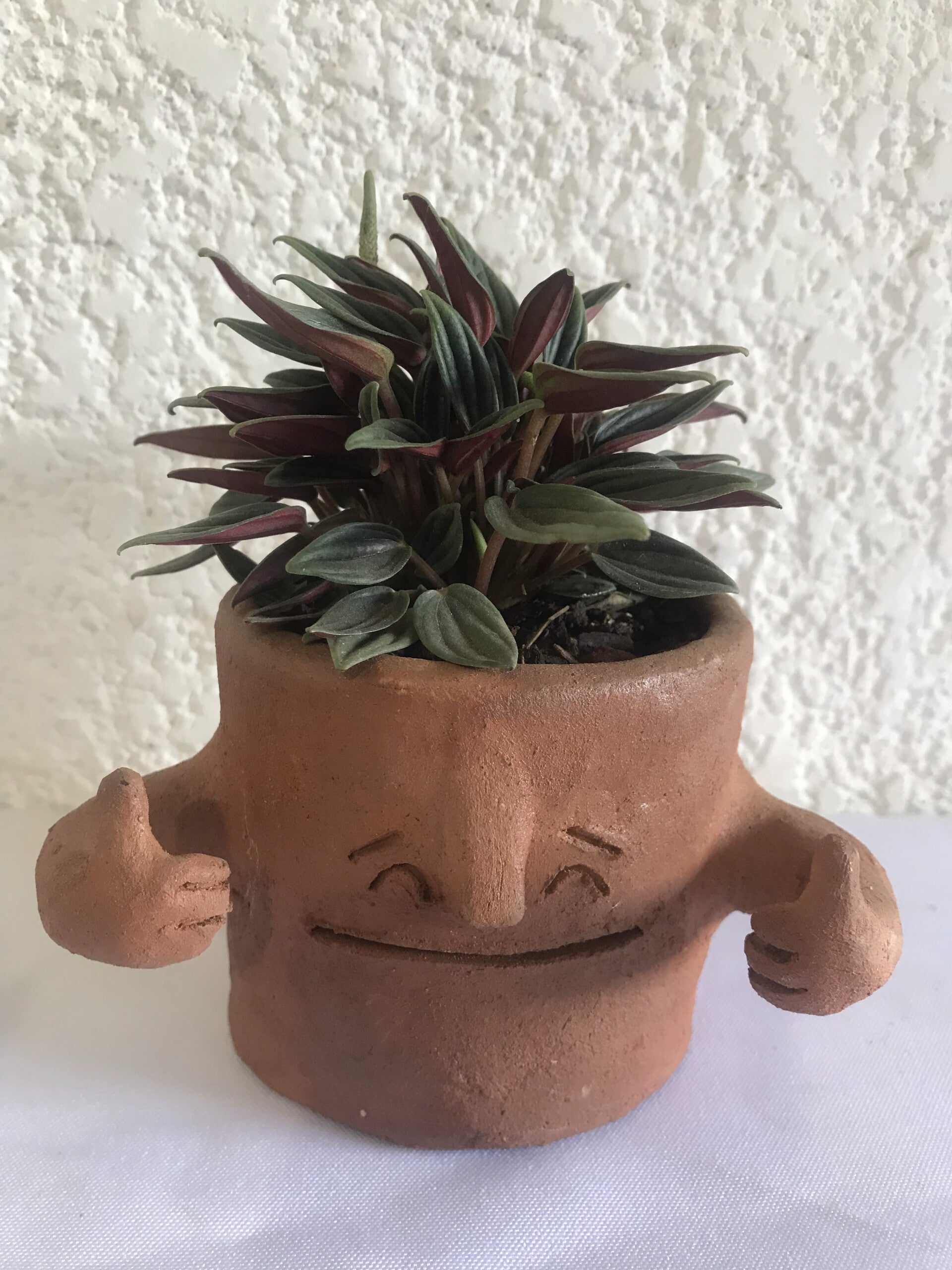Planta "peperomia bicolor" en maceta artística de barro