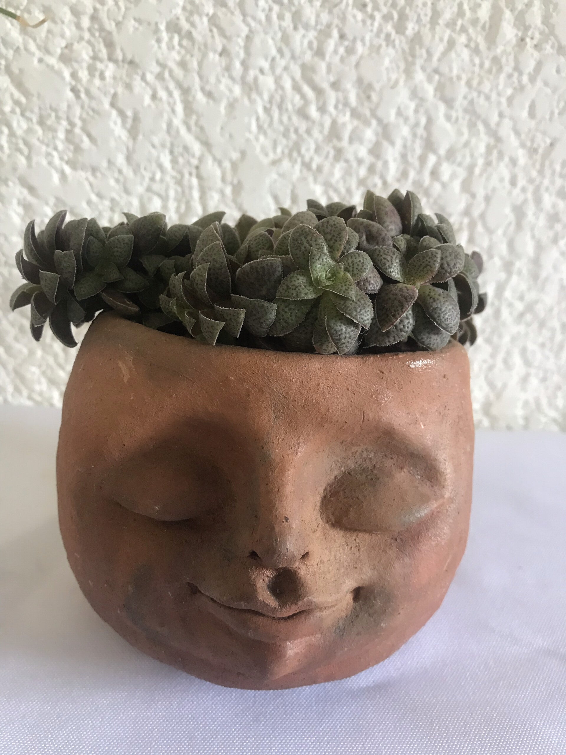 Planta "exilis" en maceta artística de barro