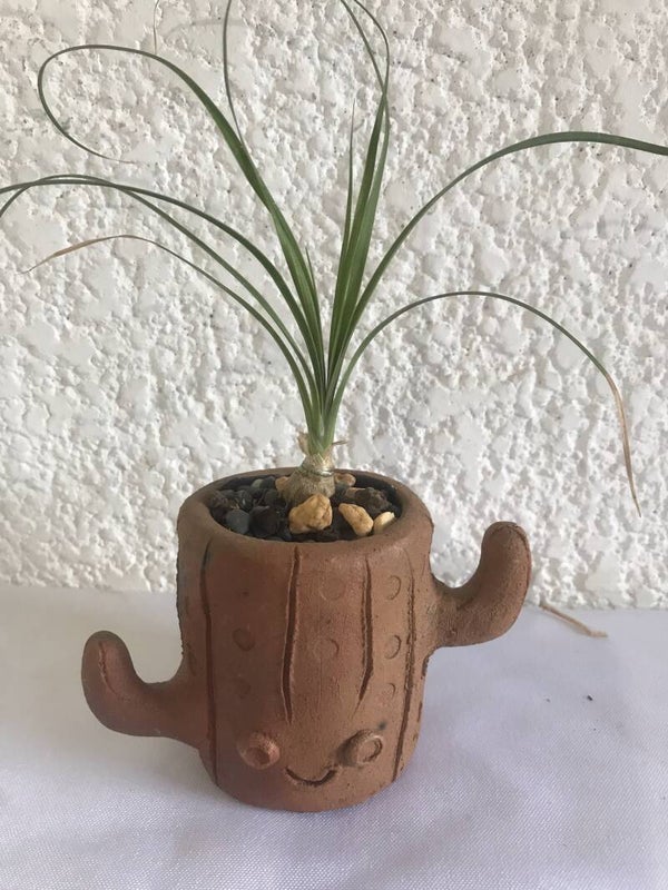Planta "pata de elefante" mini en maceta de barro artística
