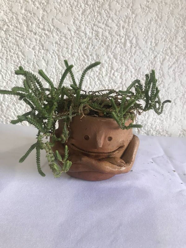 Crassula Muscosa en maceta artística barro