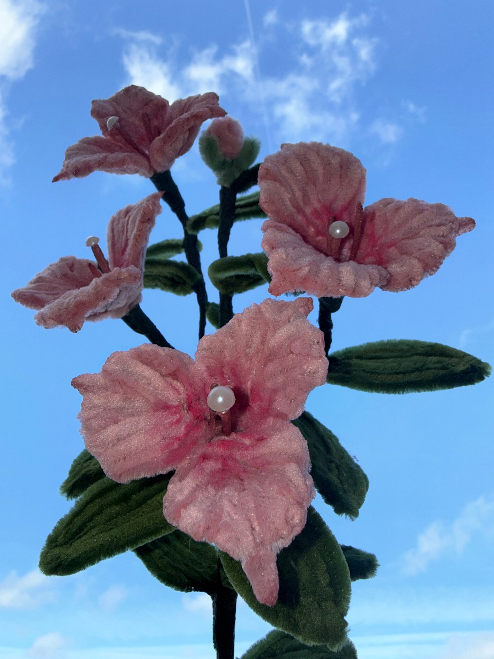 Plante en pot - Hibiscus