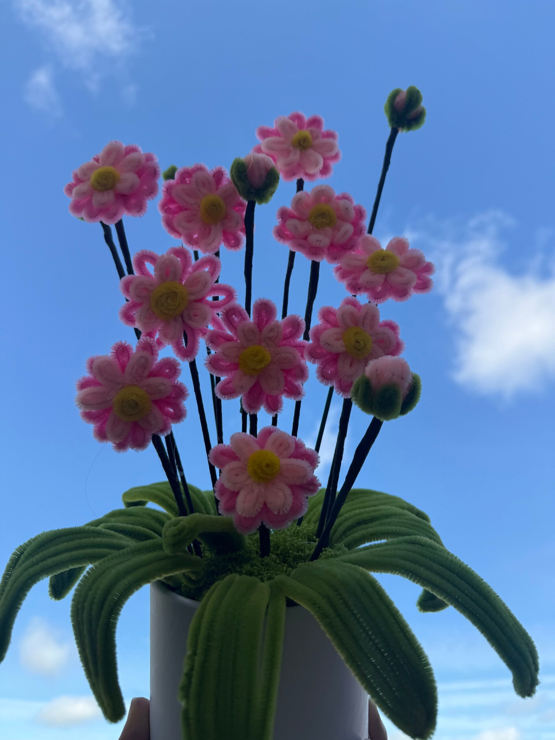 Plante en pot - Pâquerette