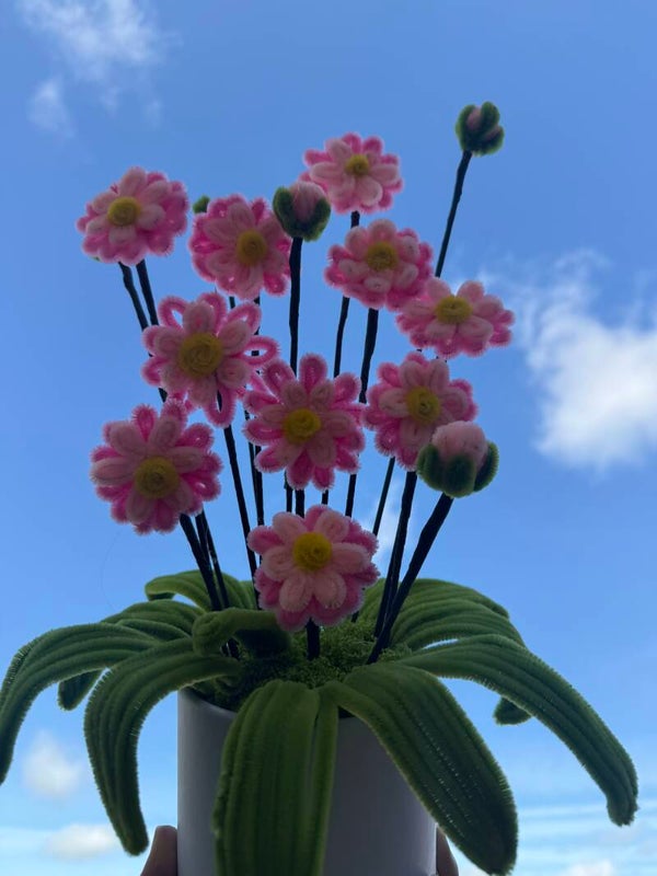Plante en pot - Pâquerette