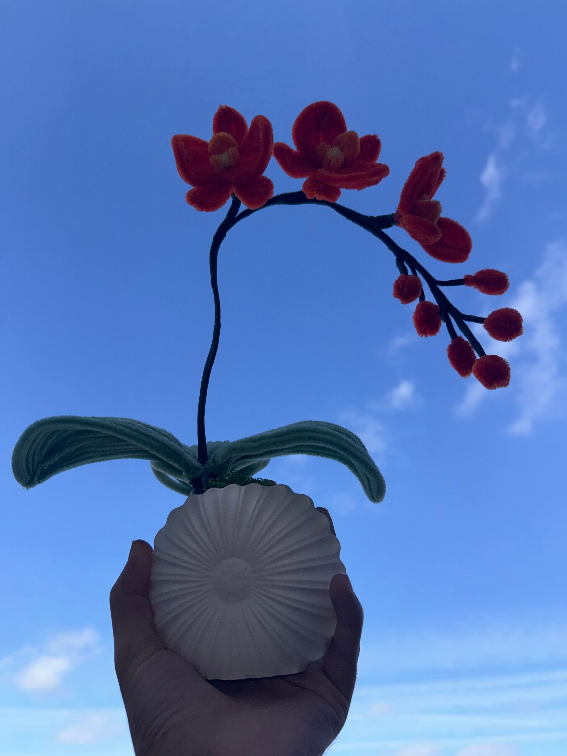 Orchidée