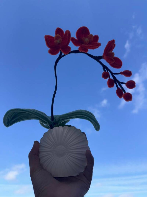 Orchidée