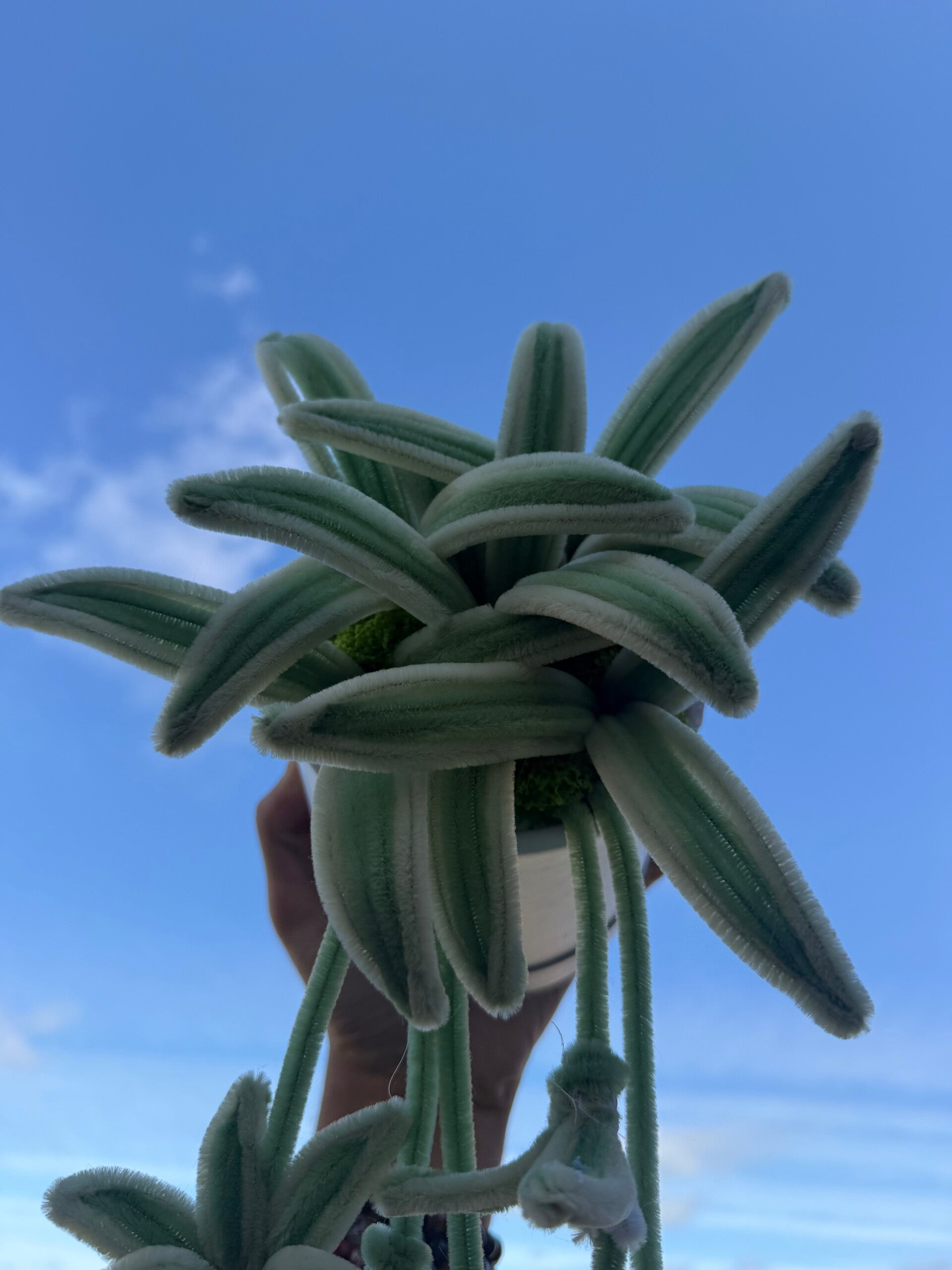 Plante araignée - Chlorophyton chevelu