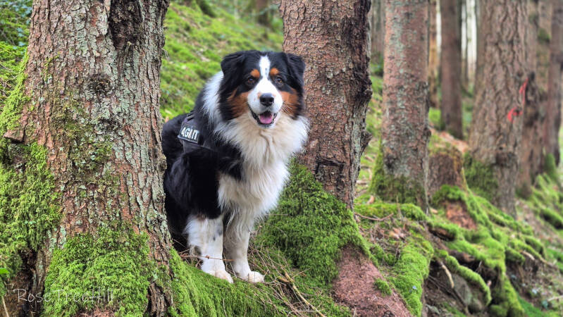 een hond staat tussen bomen op een mosgrond