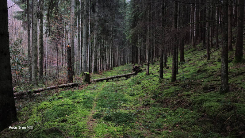 een pad met mos tussen de bomen