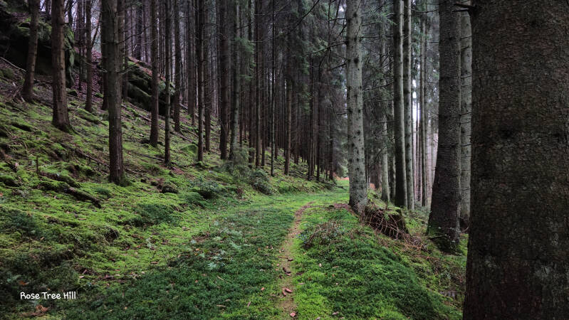 een pad met mos tussen bomen met links een bergwand en rechts een afgrond