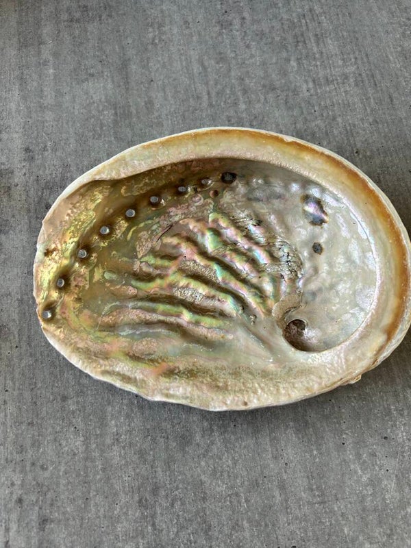 Coquille d'ormeau d'Australie 15-17cm