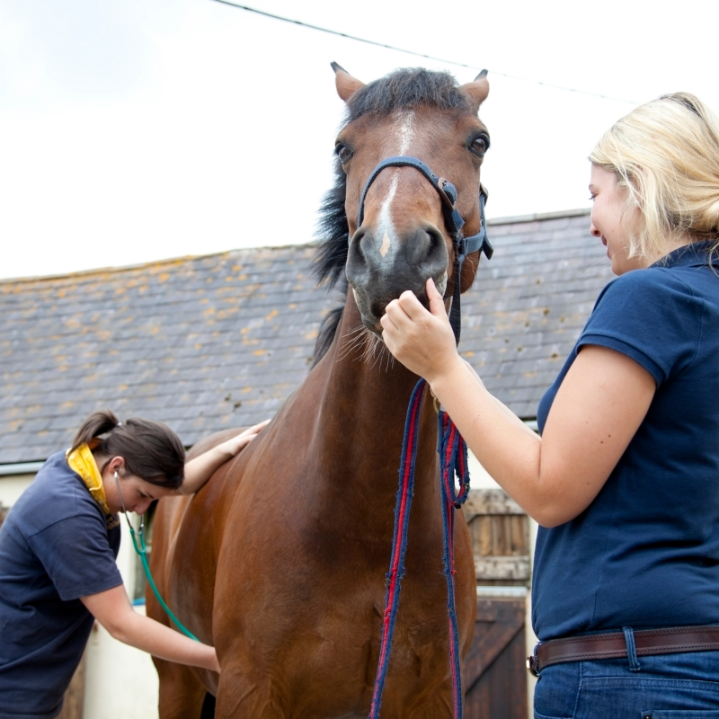 Afspraken voor de keuring Onderhandel met de eigenaar wie de keuring betaalt