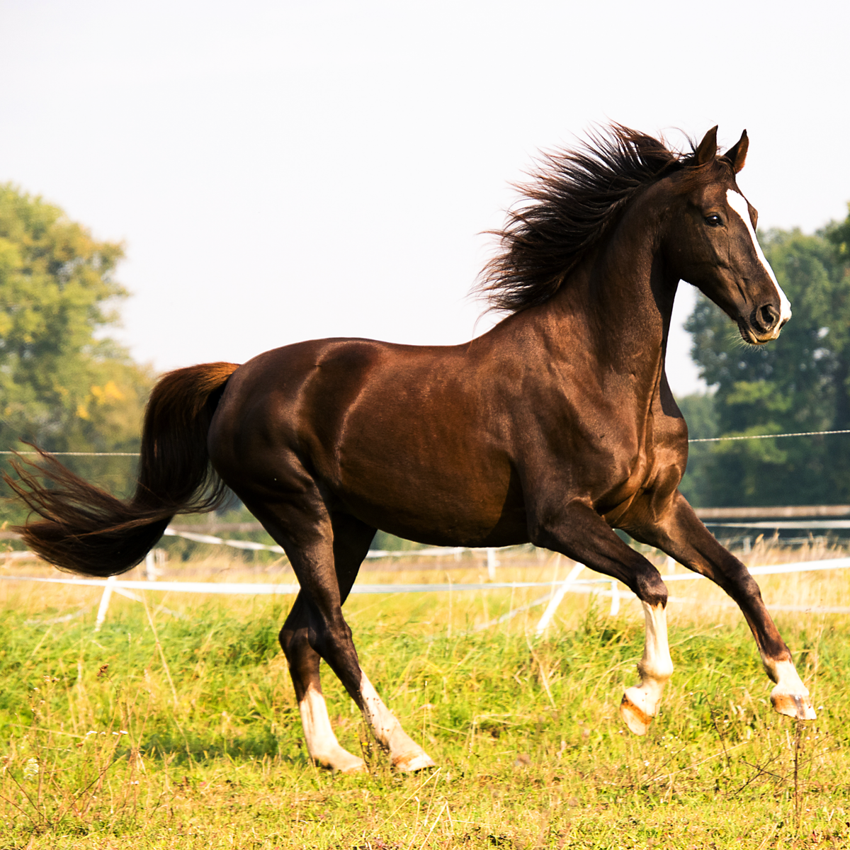Checklist bij de aanschaf van een paard / Paarden | 1001 Tips