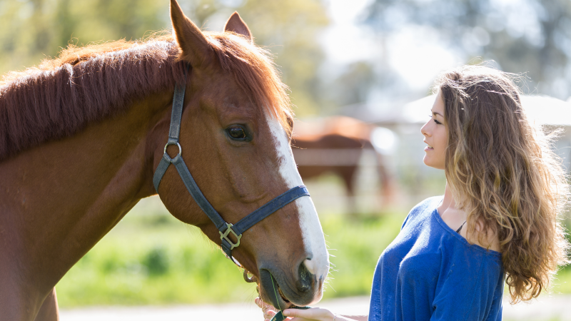 Wat is de leeftijd van mijn paard in mensenjaren?