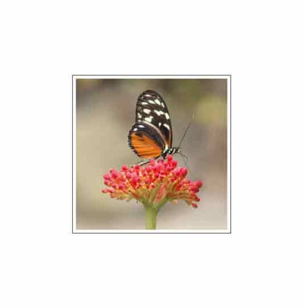 Blanco - condoleancekaart