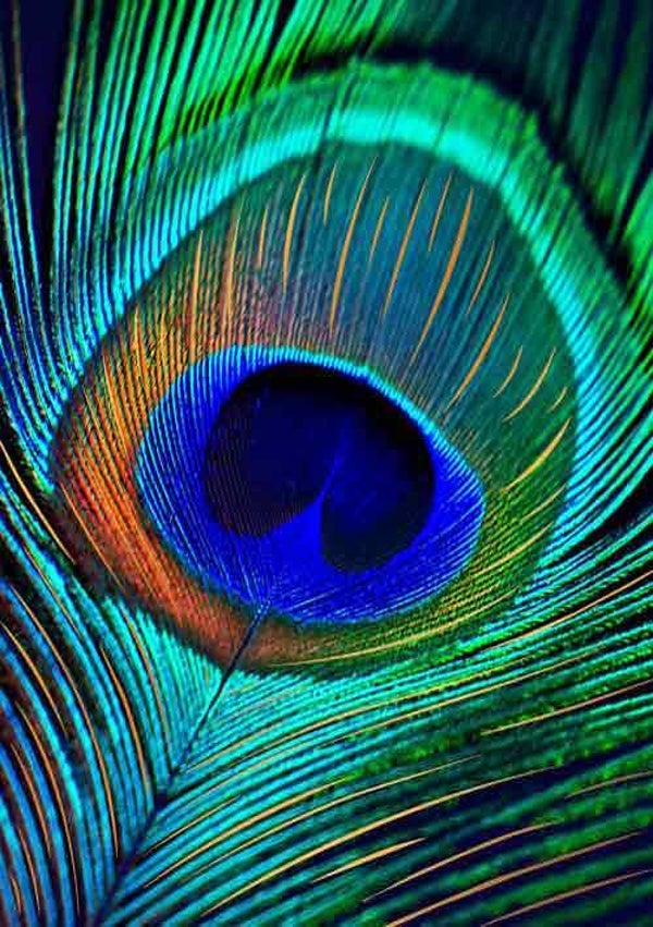 Pauwenveer - wenskaart gold rush