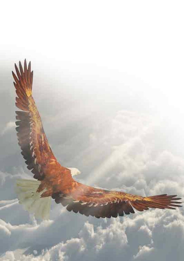 Adelaar -  condoleancekaart