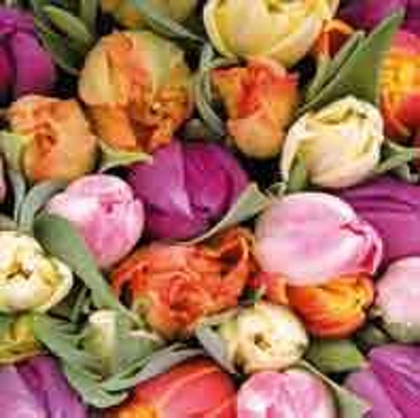 Tulpen - kadokaartje voor jou