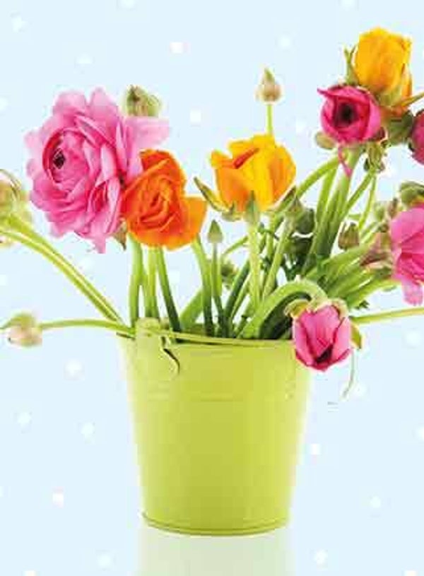 Ranonkels - pakje blanco kaarten