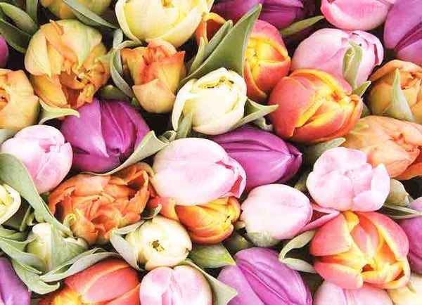 Blanco tulpen - wenskaart Mixx