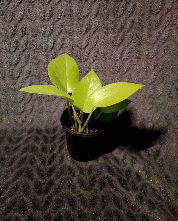Epipremnum Aureum / Pothos Néon