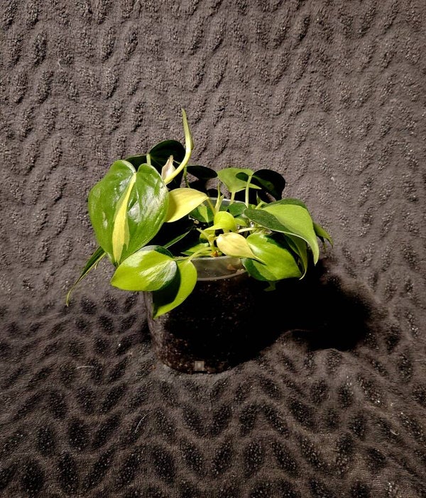 Philodendron  Brazil