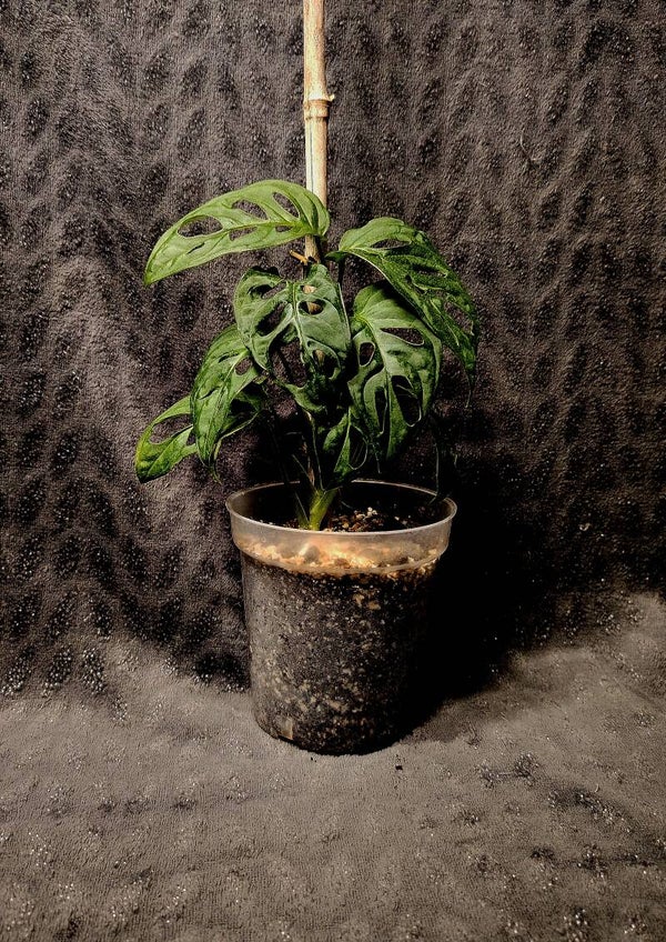Monstera Adansonii