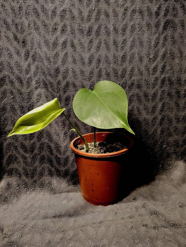 Monstera Deliciosa