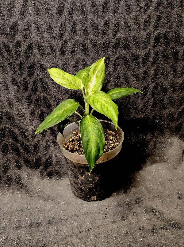 Dieffenbachia Seguine