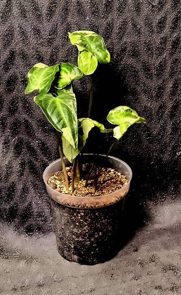 Syngonium Arrow