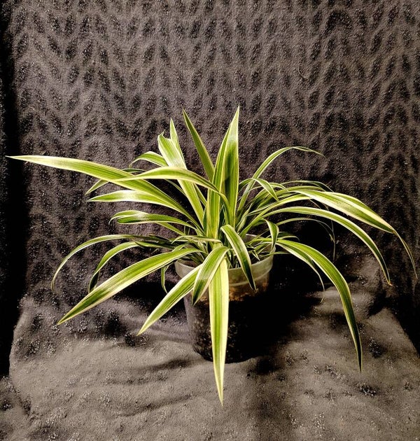 Chlorophytum comosum / Plante Araignée.