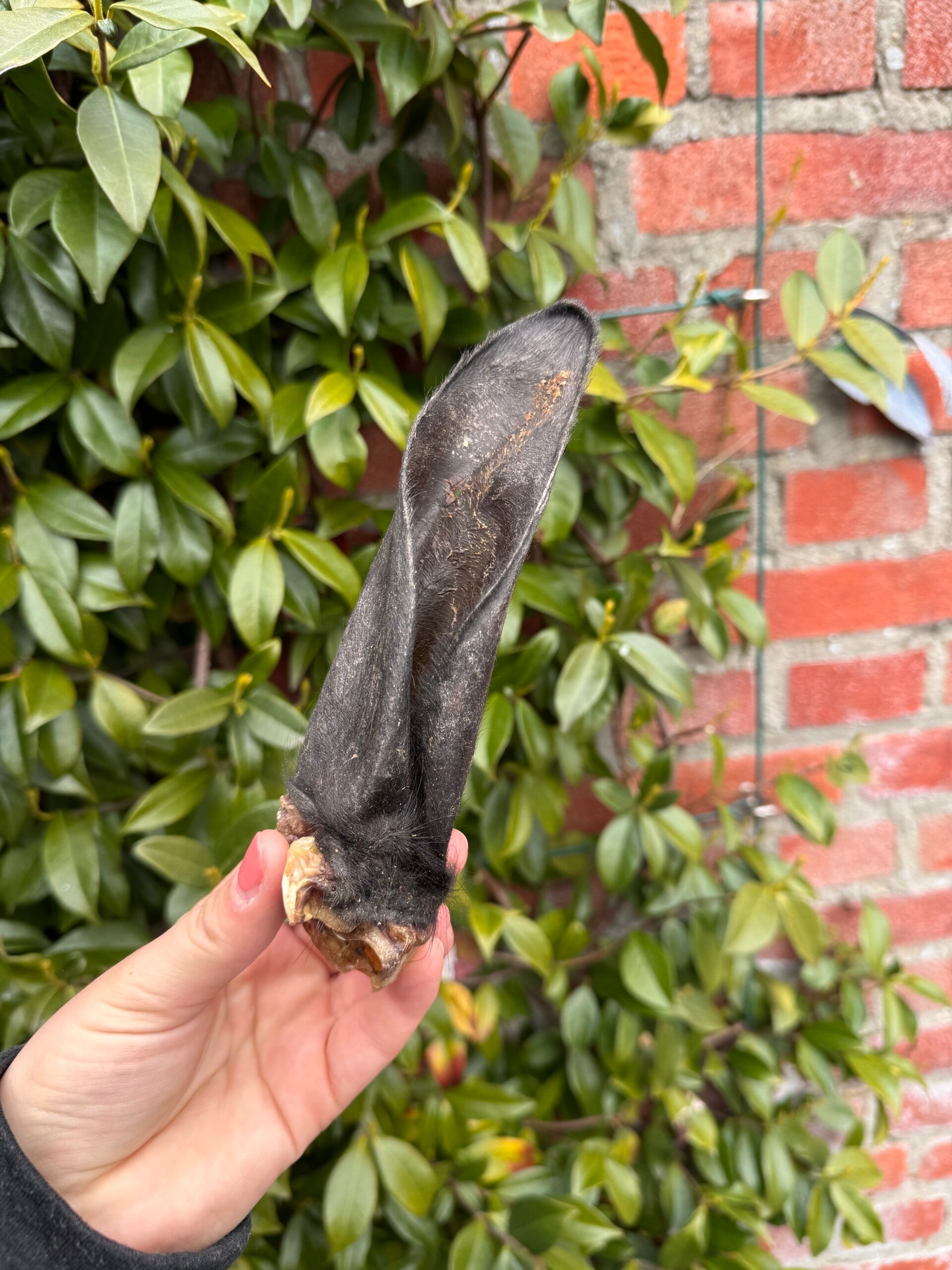 Runderoor met haar - Natuurlijke en langdurige kauwsnack