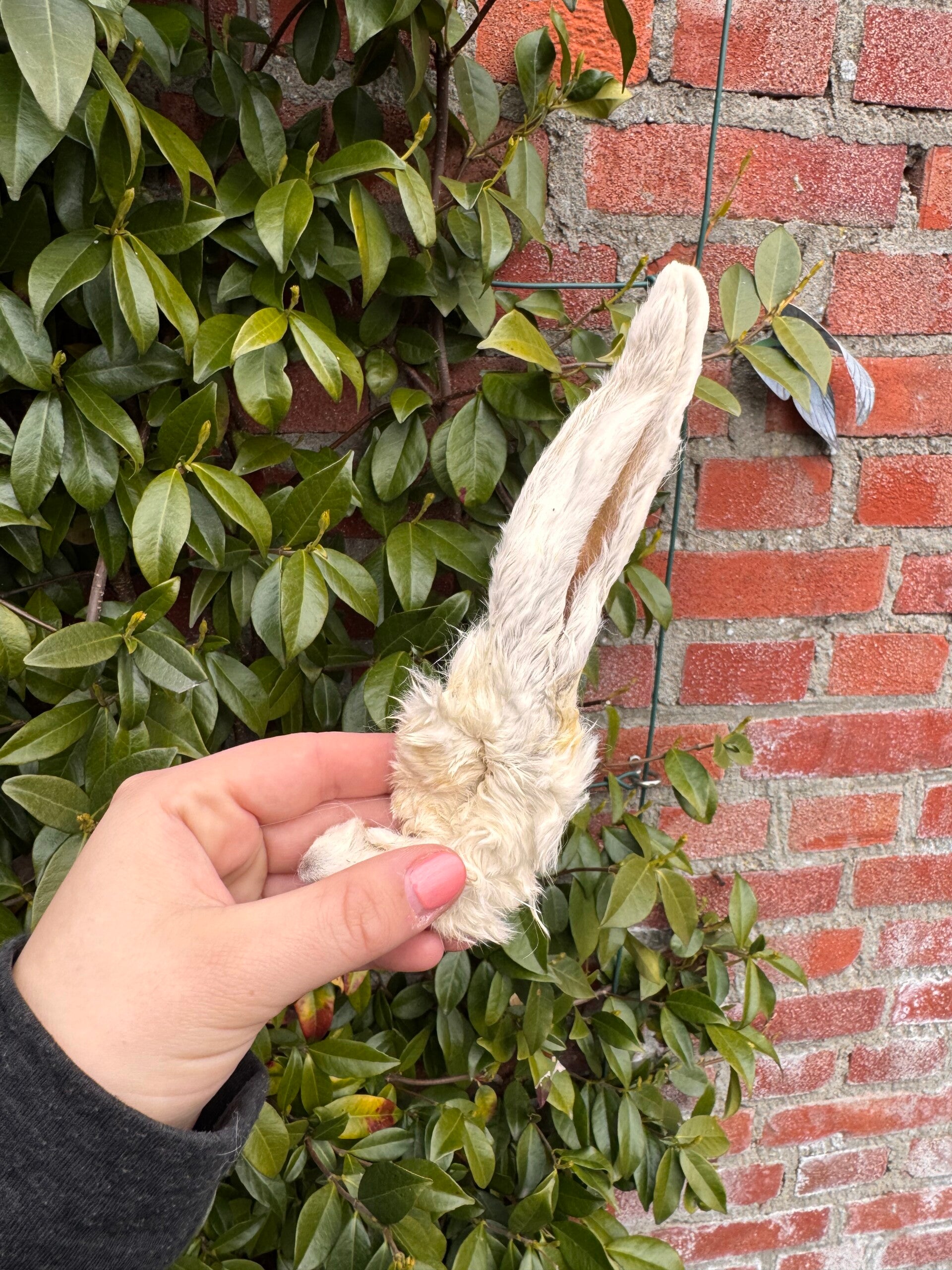 Konijnenoren - Natuurlijke tandenborstel