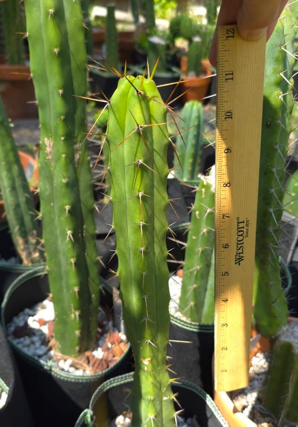 T. Bridgesii "Jazz"