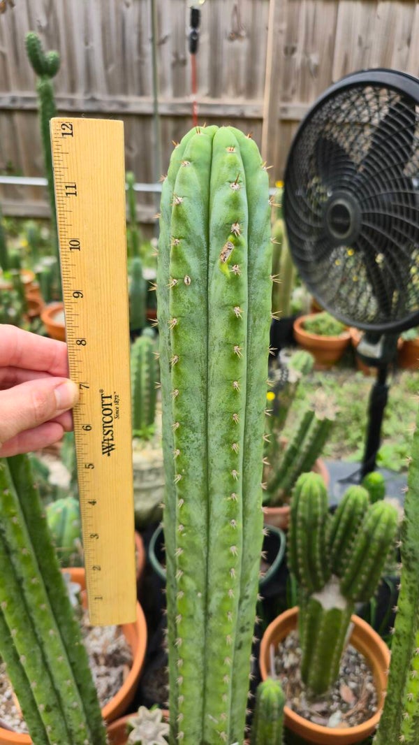 T. Peruvianus "Lime Jello"